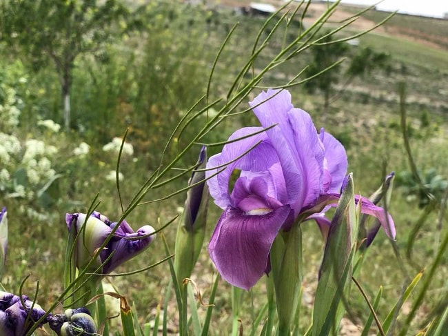 مزرعه گردشگری