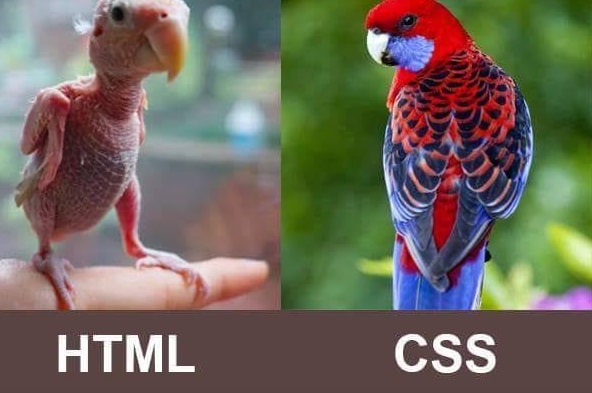HTML vs CSS