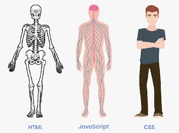 JS vs HTML vs CSS